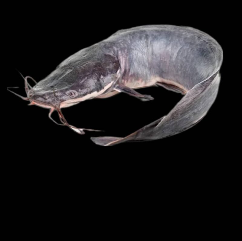 POISSONNERIE  TEGAWENDÉ - Image 9