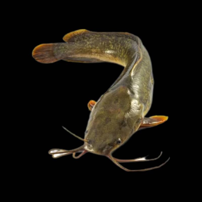 POISSONNERIE  TEGAWENDÉ - Image 5